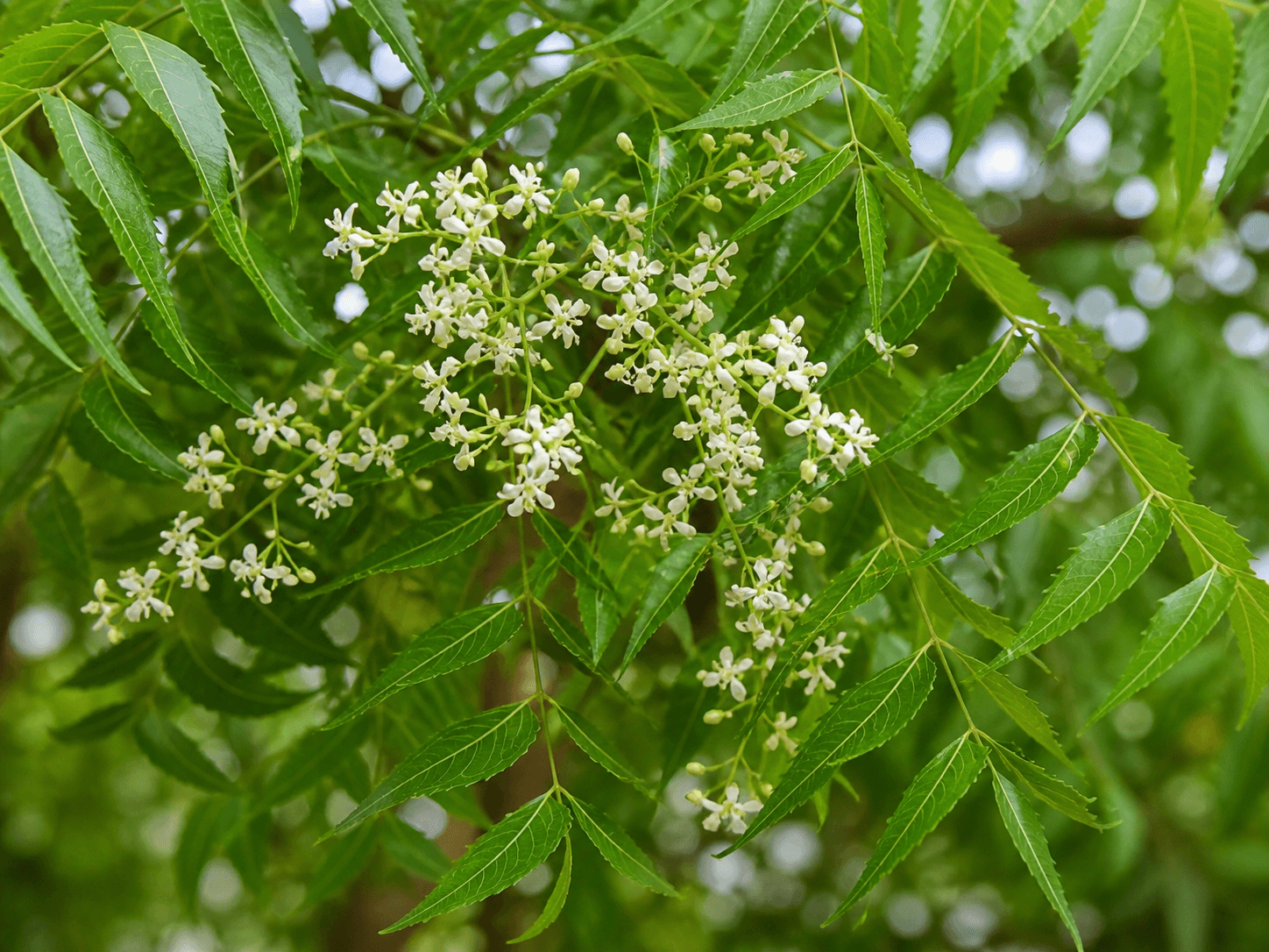 Neem — plante médicinale africaine